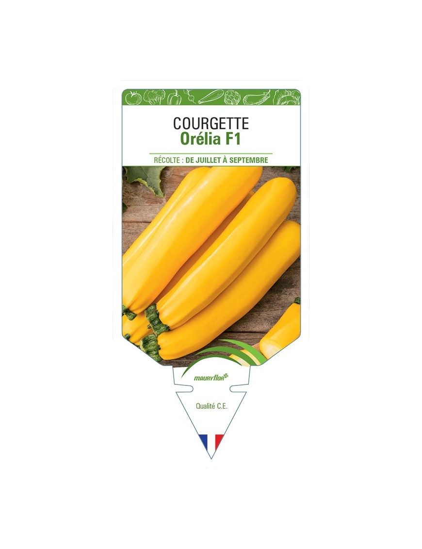 COURGETTE ORÉLIA F1