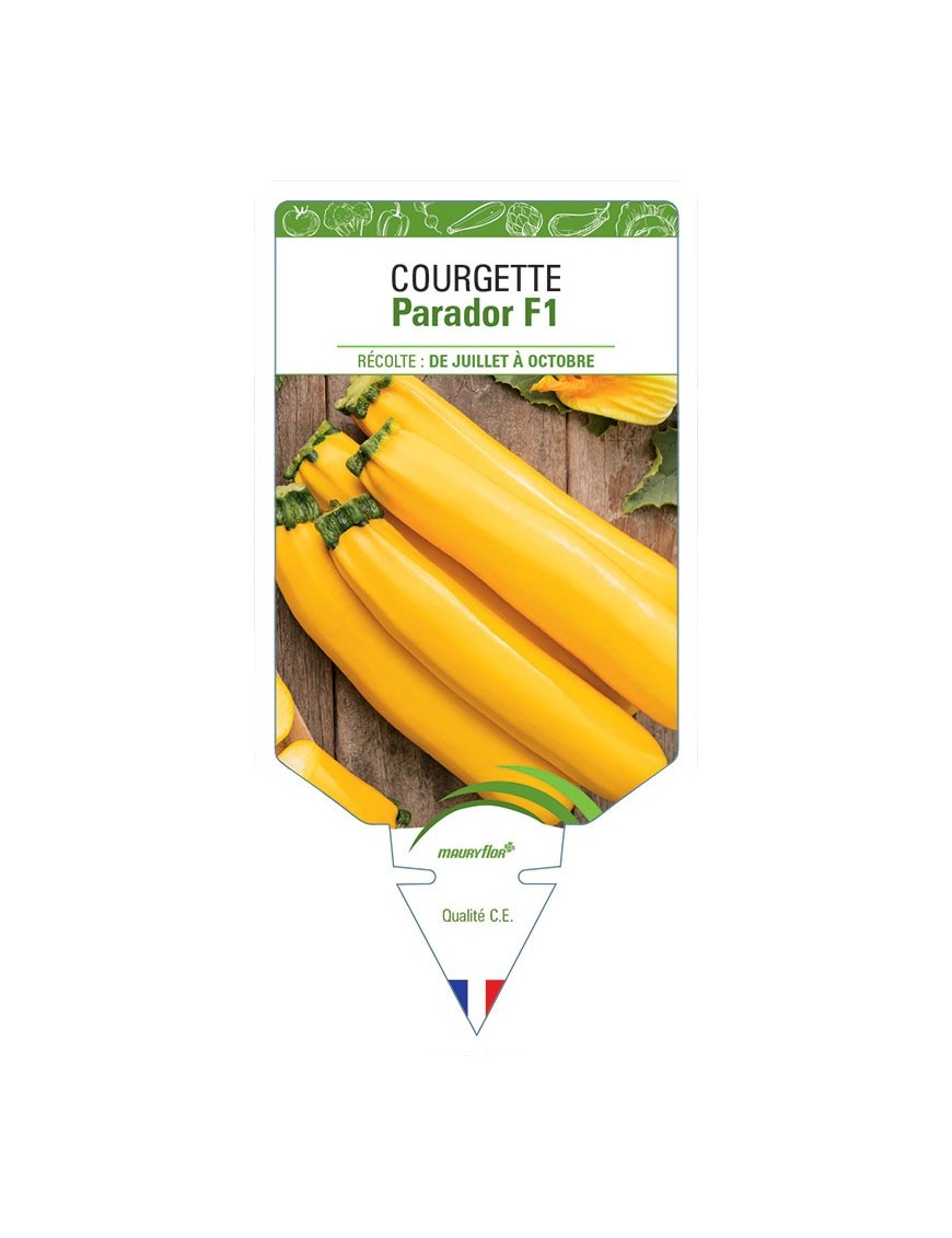 COURGETTE PARADOR F1