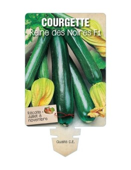 COURGETTE REINE DES NOIRES