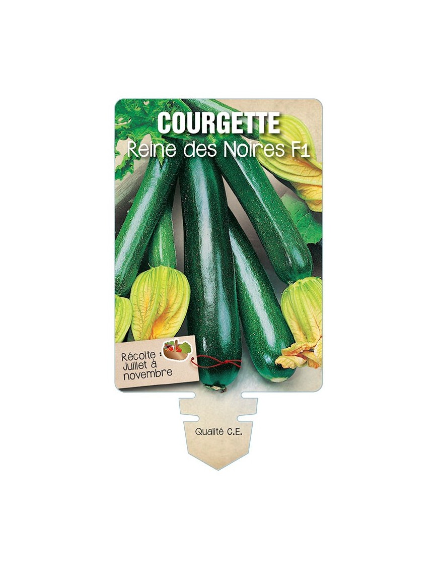 COURGETTE REINE DES NOIRES