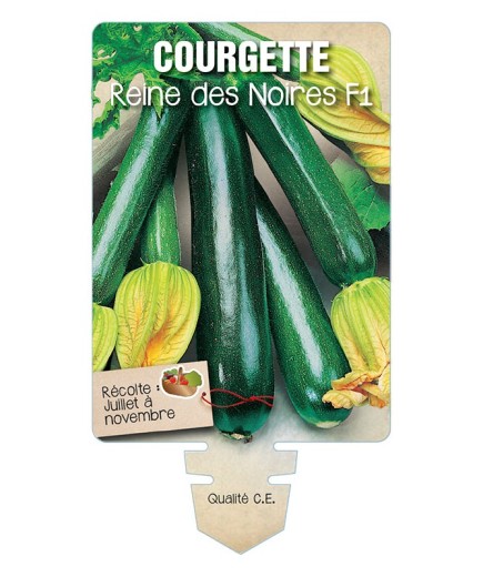 COURGETTE REINE DES NOIRES