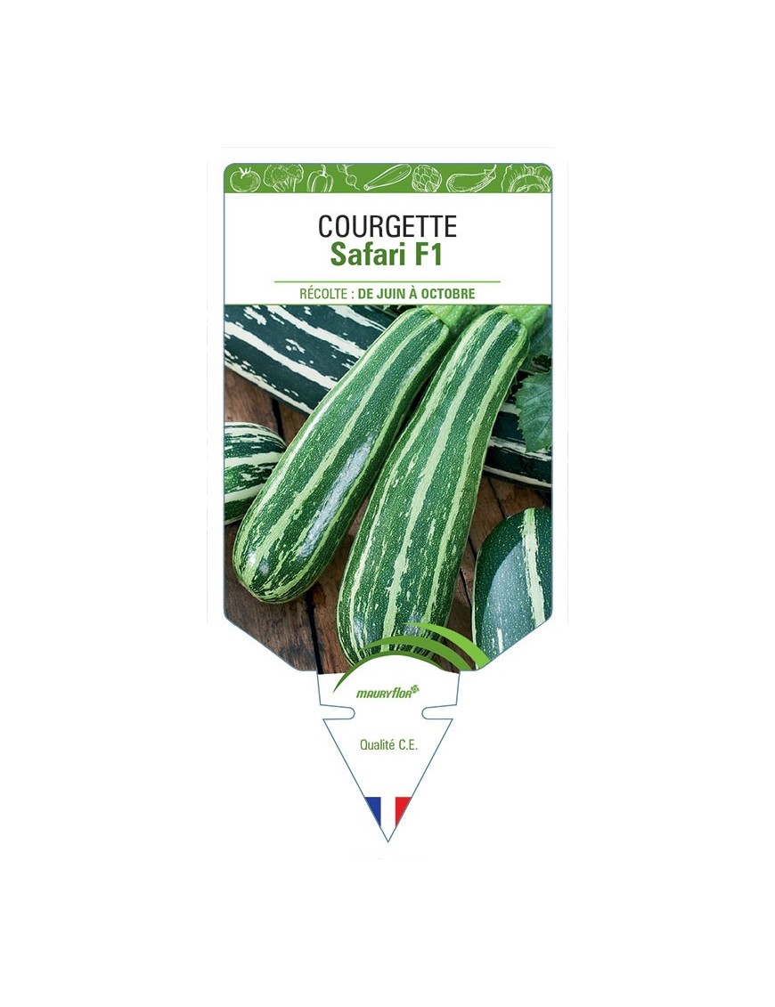 COURGETTE SAFARI F1