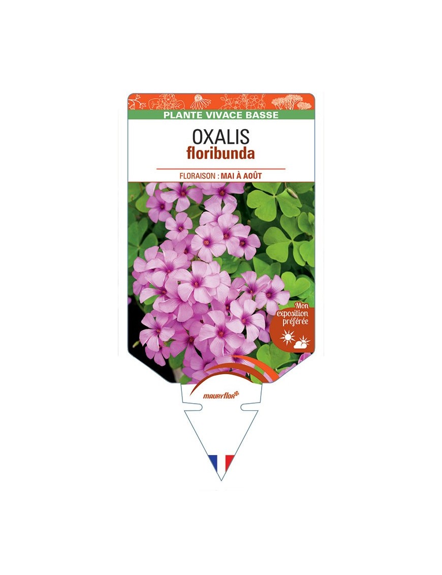 OXALIS floribunda (rose foncé) *