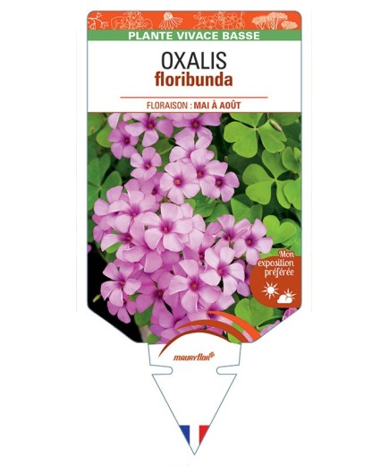 OXALIS floribunda (rose foncé) *