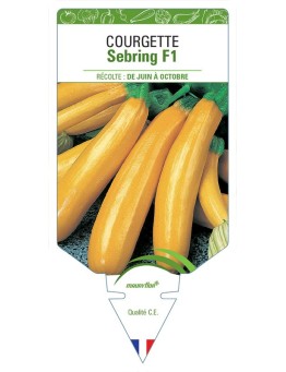 COURGETTE SEBRING F1