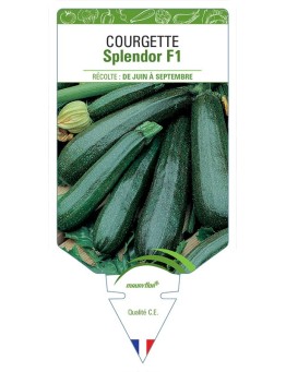 COURGETTE SPLENDOR F1