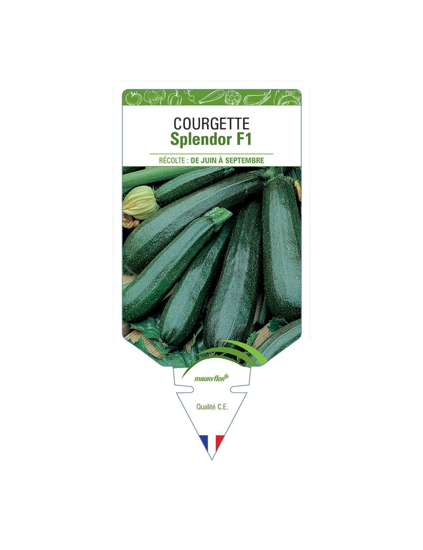 COURGETTE SPLENDOR F1