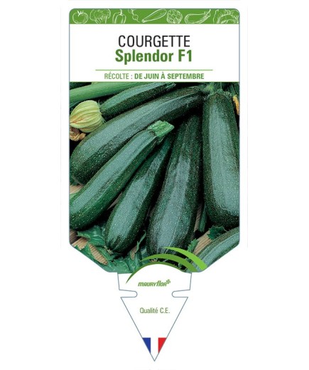 COURGETTE SPLENDOR F1