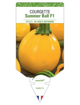 COURGETTE SUMMER BALL F1