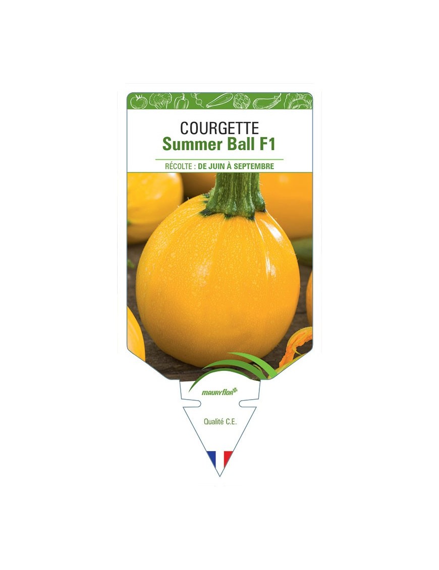 COURGETTE SUMMER BALL F1