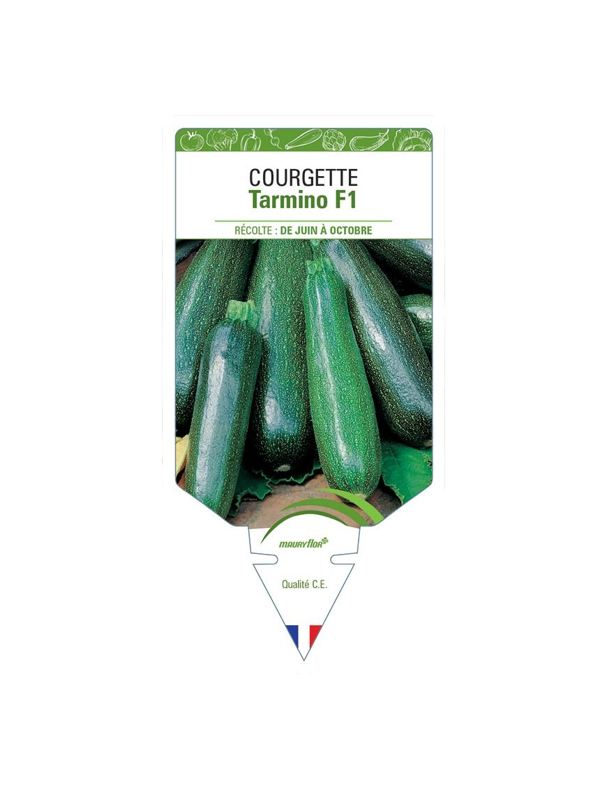 COURGETTE TARMINO F1