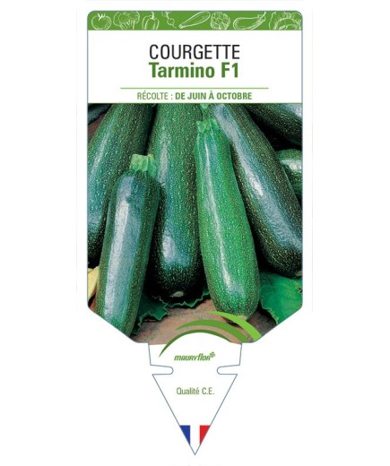 COURGETTE TARMINO F1