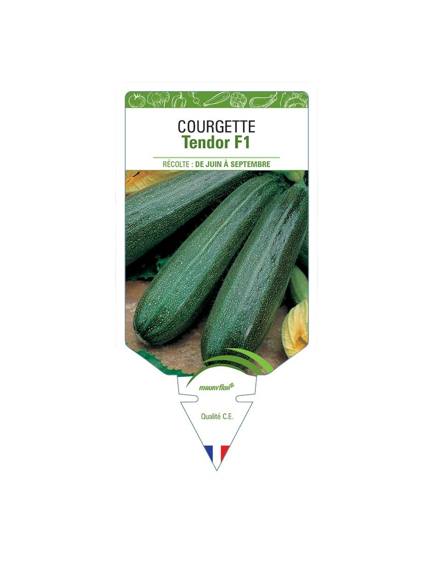 COURGETTE TENDOR F1