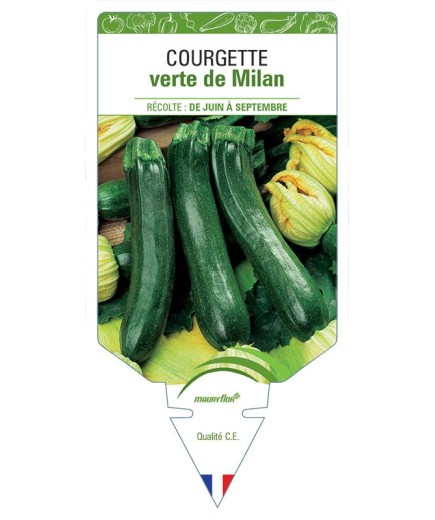 COURGETTE VERTE DE MILAN