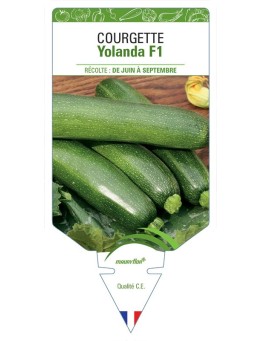 COURGETTE YOLANDA F1