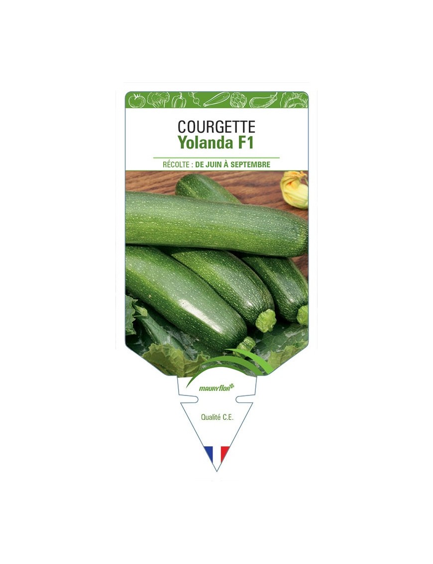 COURGETTE YOLANDA F1