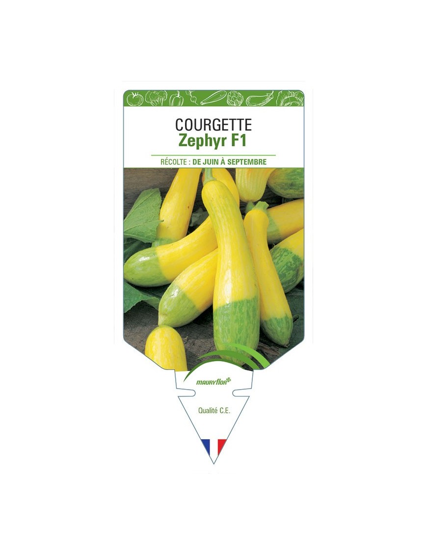 COURGETTE ZEPHYR F1