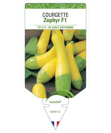 COURGETTE ZEPHYR F1