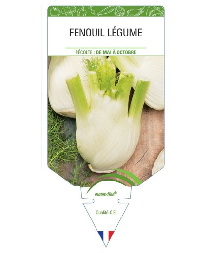 FENOUIL LÉGUME