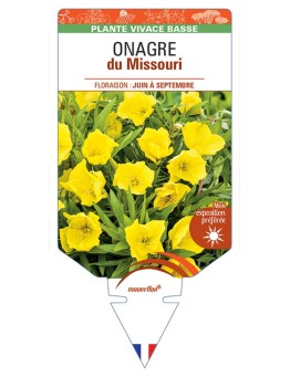OENOTHERA DU MISSOURI (jaune) voir ONAGRE du Missouri *