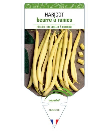 HARICOT BEURRE À RAMES