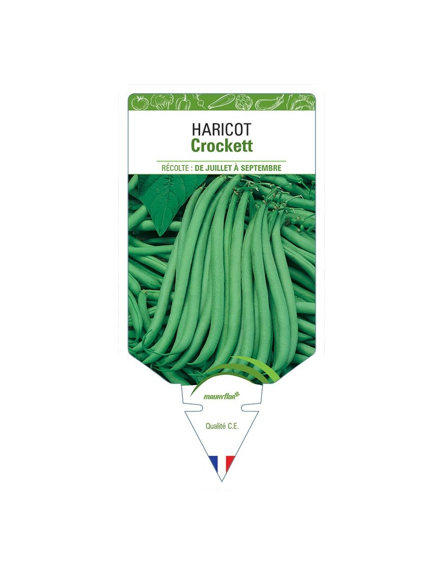 HARICOT CROCKETT