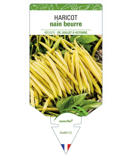 HARICOT NAIN BEURRE