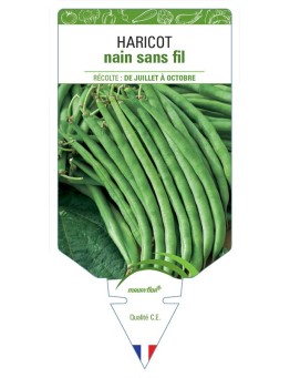 HARICOT NAIN SANS FIL