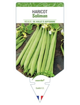 HARICOT SOLIMAN