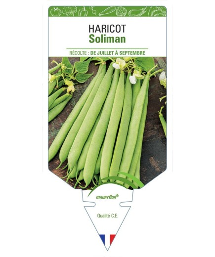 HARICOT SOLIMAN