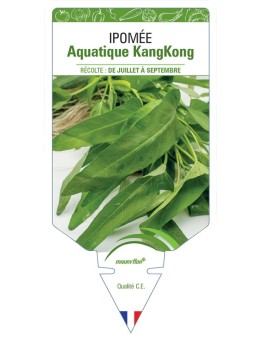 IPOMÉE AQUATIQUE KANGKONG