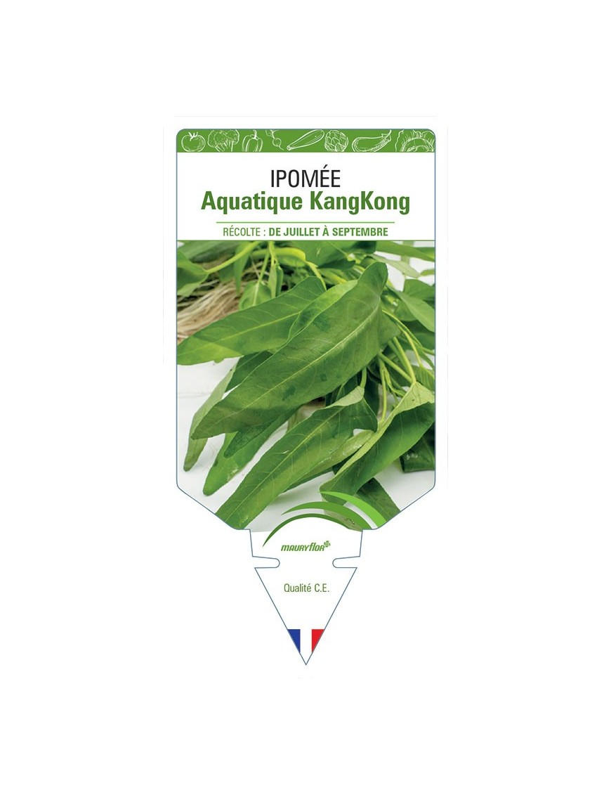 IPOMÉE AQUATIQUE KANGKONG