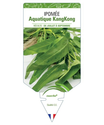 IPOMÉE AQUATIQUE KANGKONG