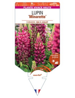 LUPINUS 'Minarette' (rouge) *