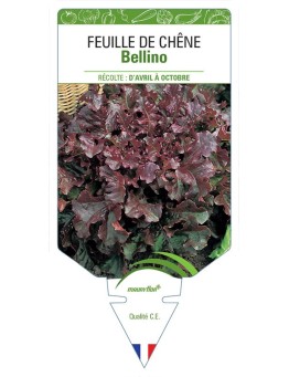 (LAITUE) FEUILLE DE CHÊNE BELLINO