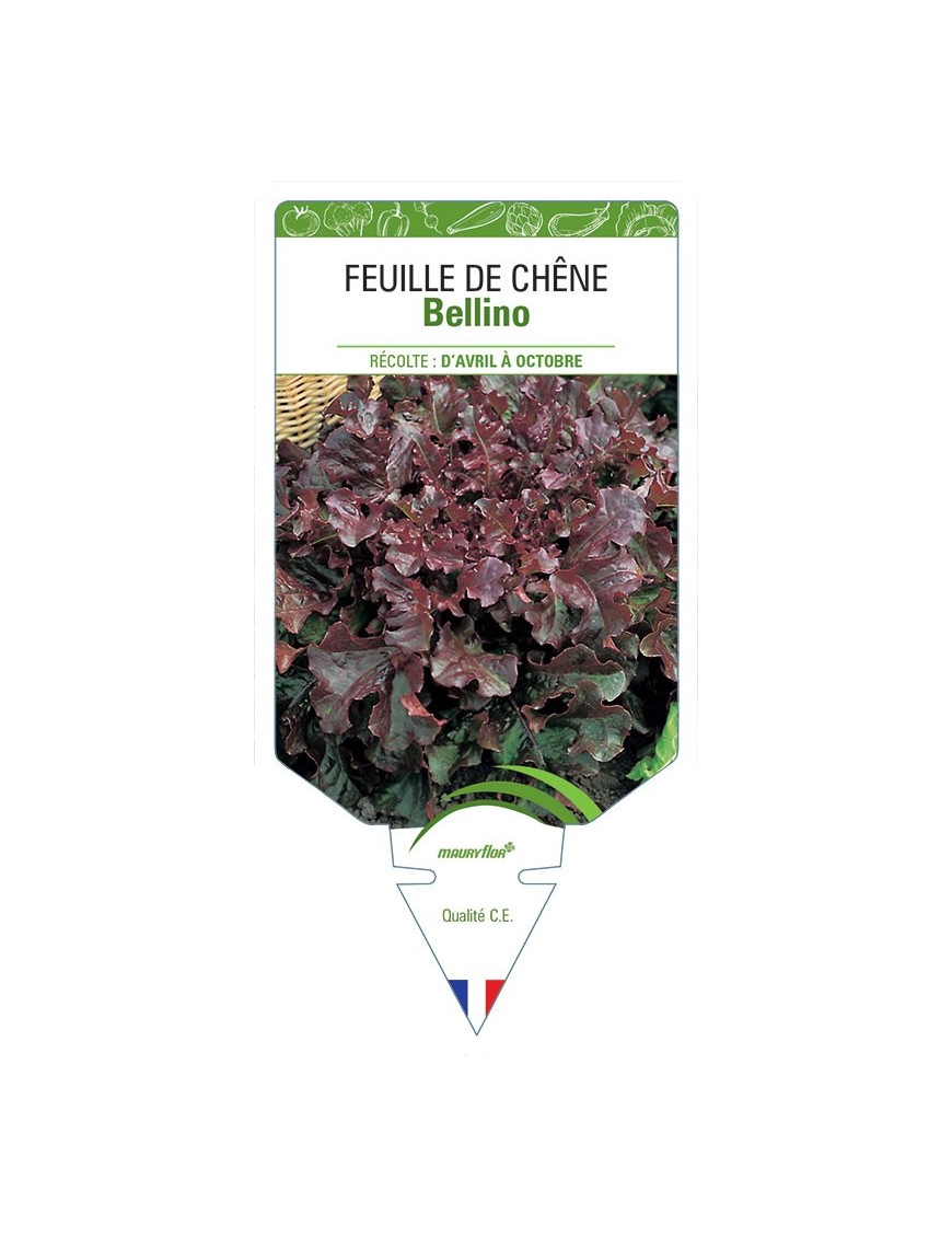 (LAITUE) FEUILLE DE CHÊNE BELLINO