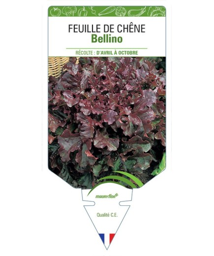 (LAITUE) FEUILLE DE CHÊNE BELLINO