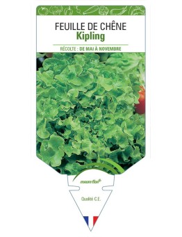 (LAITUE) FEUILLE DE CHÊNE KIPLING