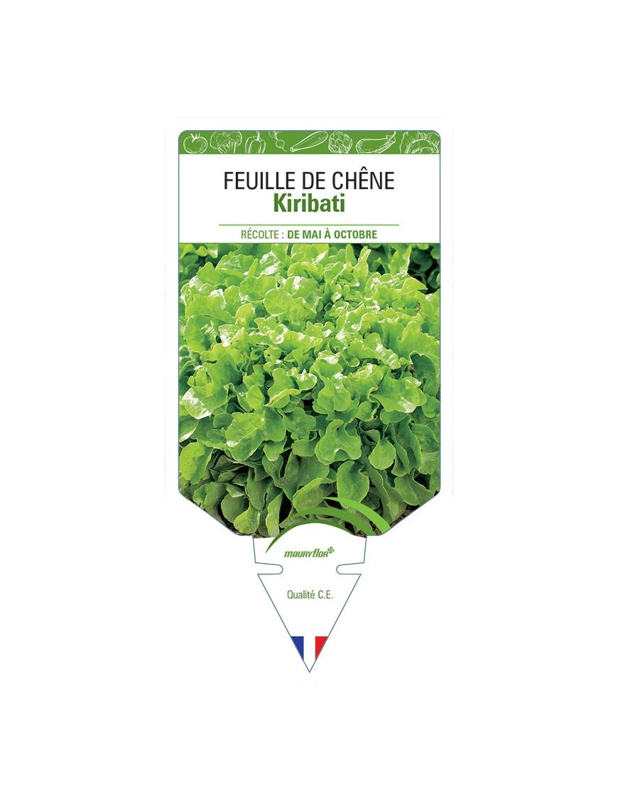 (LAITUE) FEUILLE DE CHÊNE KIRIBATI