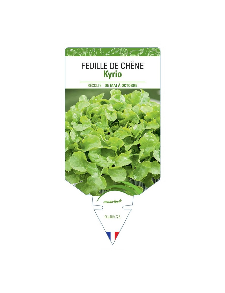 (LAITUE) FEUILLE DE CHÊNE KYRIO