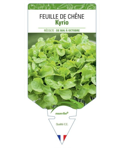 (LAITUE) FEUILLE DE CHÊNE KYRIO