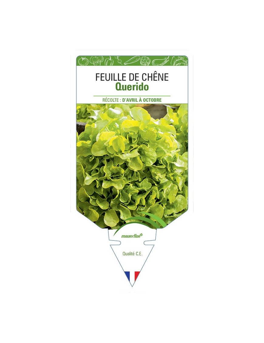 (LAITUE) FEUILLE DE CHÊNE QUERIDO