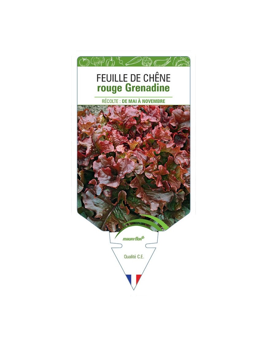 (LAITUE) FEUILLE DE CHÊNE ROUGE GRENADINE
