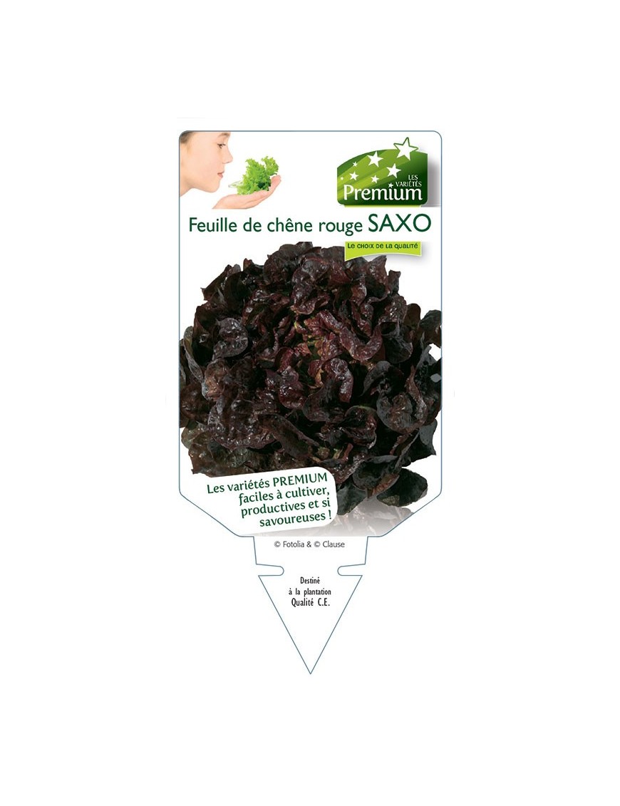 (LAITUE) FEUILLE DE CHÊNE ROUGE SAXO