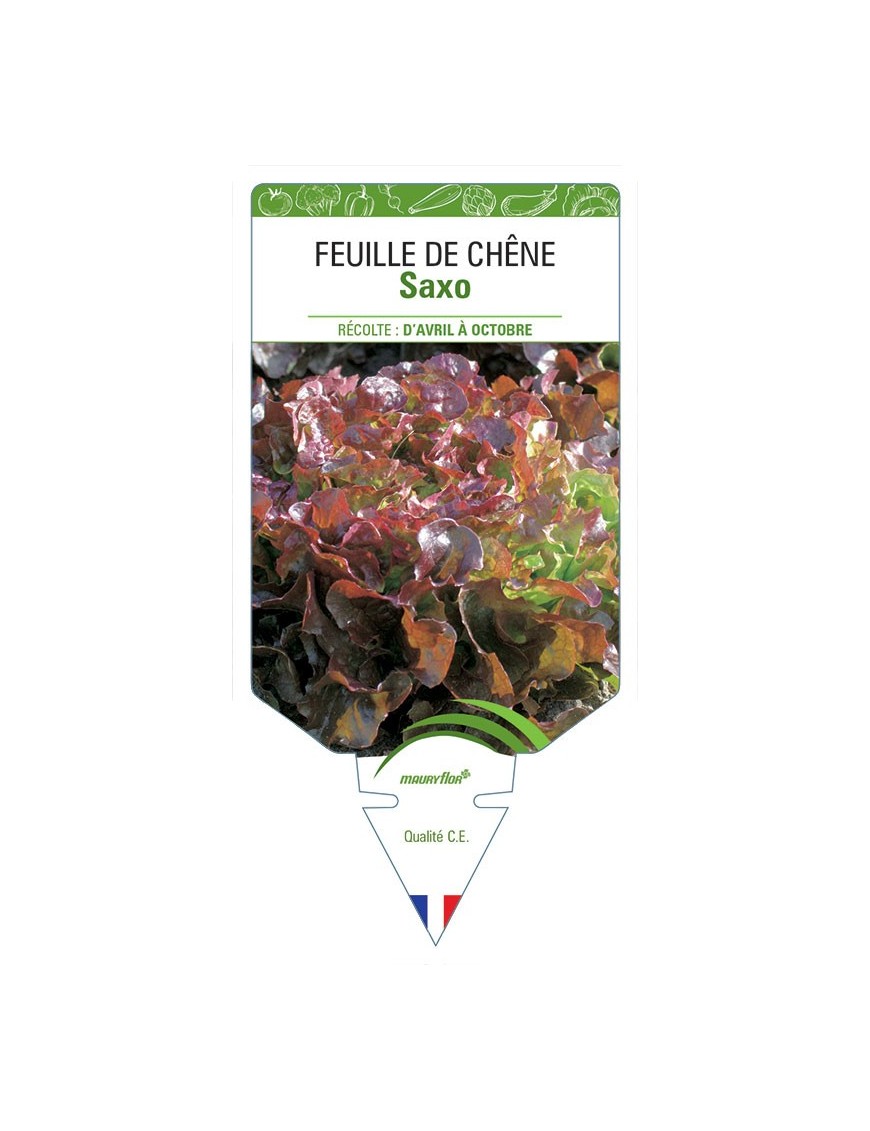 (LAITUE) FEUILLE DE CHÊNE SAXO