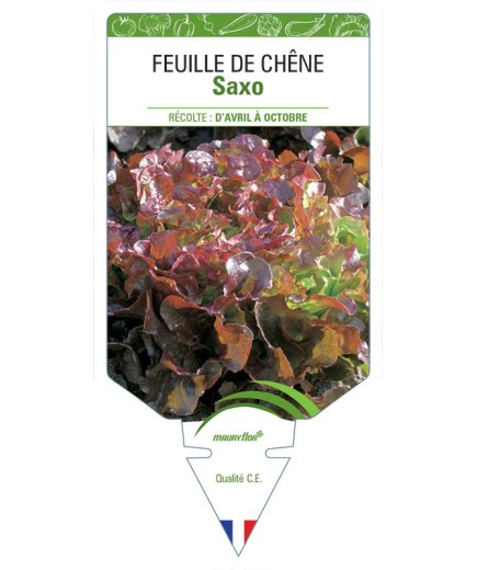 (LAITUE) FEUILLE DE CHÊNE SAXO