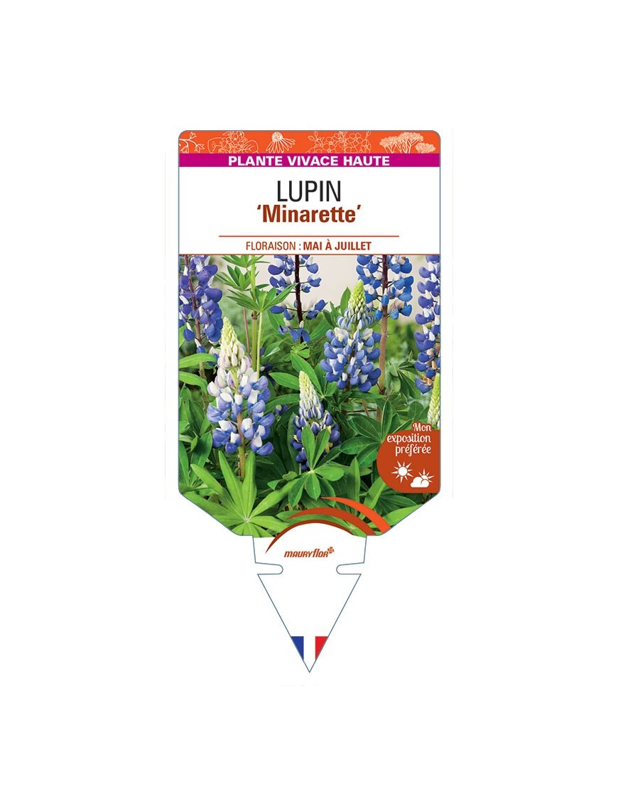 LUPINUS 'Minarette' (bleu) *