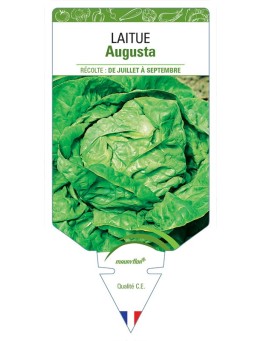 LAITUE AUGUSTA