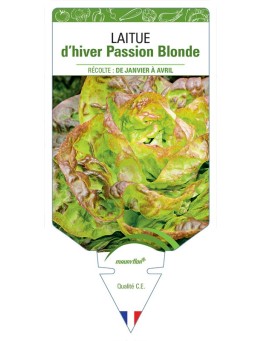 LAITUE D'HIVER PASSION BLONDE