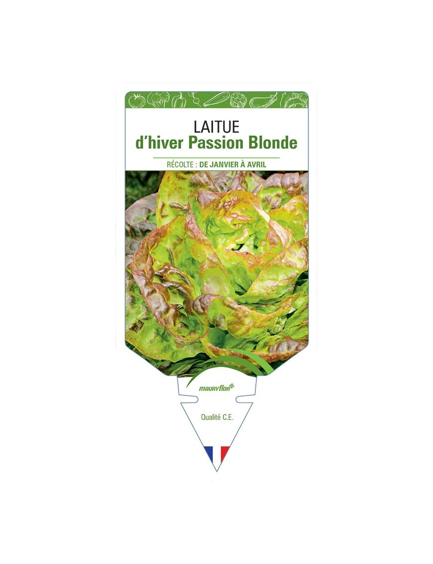 LAITUE D'HIVER PASSION BLONDE